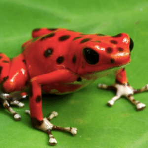 Home nicaragua strawberry dart frog for sale