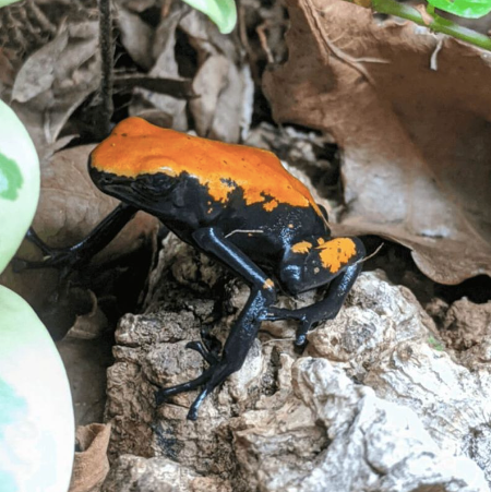 orange splashback dart frog for sale orange splashback dart frog for sale