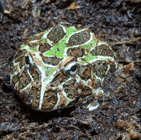 ornate pacman frog for sale ornate pacman frog for sale