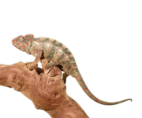 oustalet’s chameleon for sale oustalet’s chameleon for sale