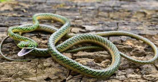 parrot snake for sale parrot snake for sale