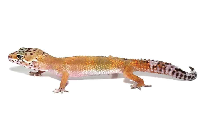 patternless leopard gecko for sale patternless leopard gecko for sale