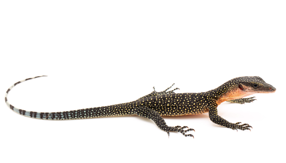 peach throat monitor for sale peach throat monitor for sale