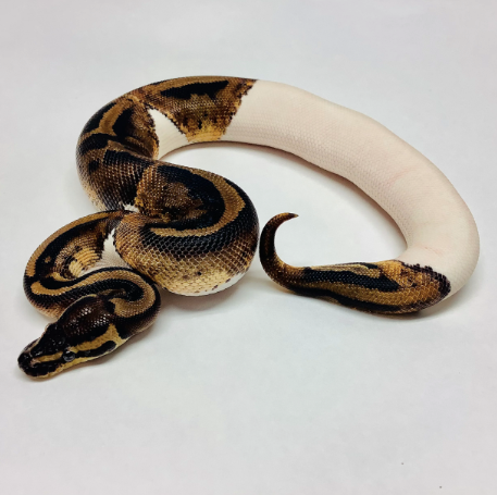 pied ball python for sale pied ball python for sale
