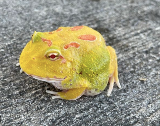 pikachu pacman frog for sale pikachu pacman frog for sale