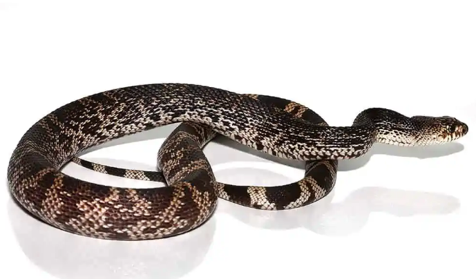 pine snake for sale pine snake for sale