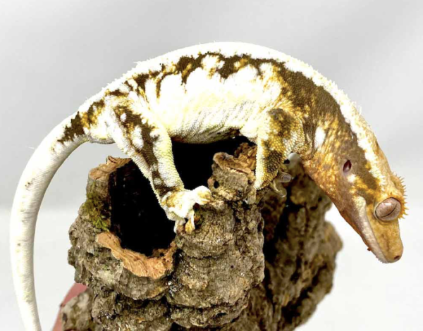 pinstripe crested gecko for sale pinstripe crested gecko for sale