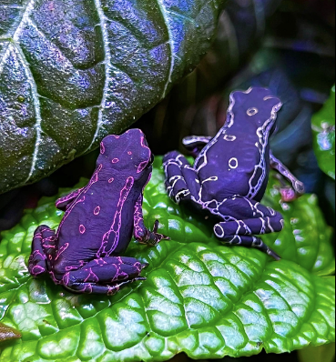 purple harlequin toad for sale purple harlequin toad for sale