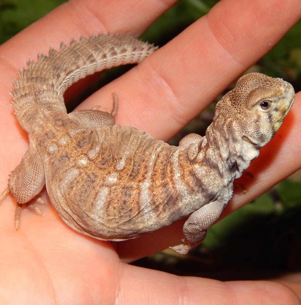 rainbow uromastyx for sale rainbow uromastyx for sale