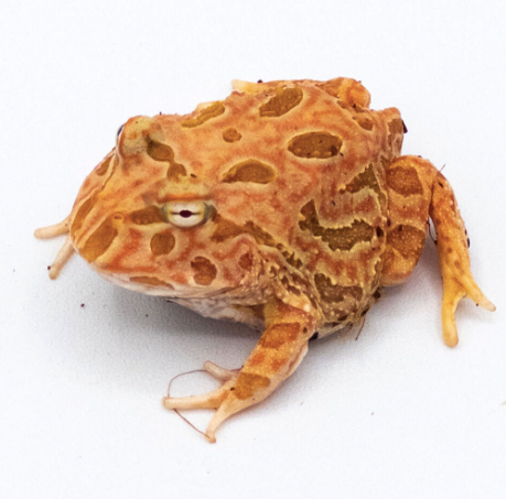 raspberry pacman frog for sale raspberry pacman frog for sale