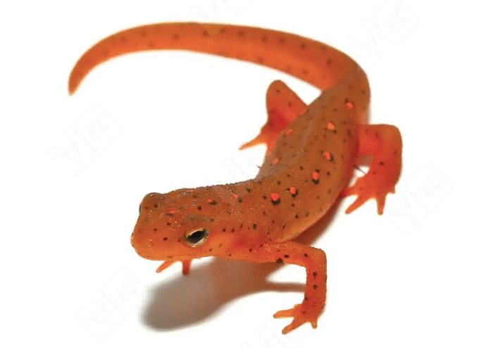 red eft for sale red eft for sale