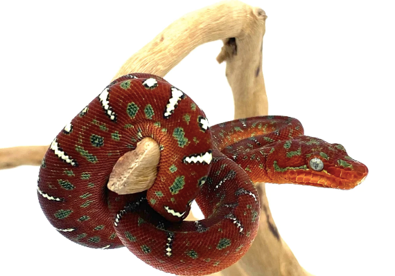 red emerald tree boa for sale red emerald tree boa for sale