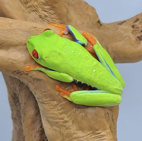 red eye tree frog for sale red eye tree frog for sale