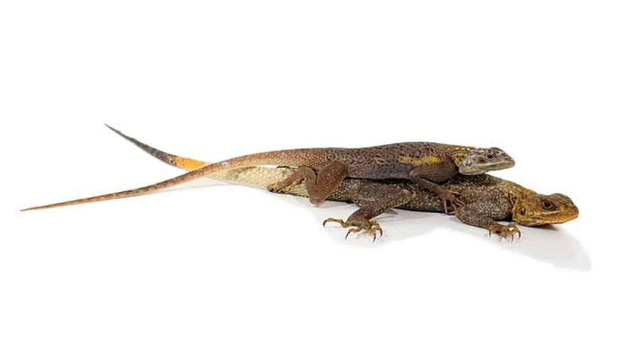 red headed agama for sale red headed agama for sale
