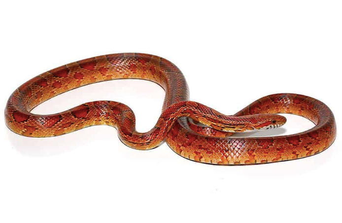 red rat snake for sale red rat snake for sale