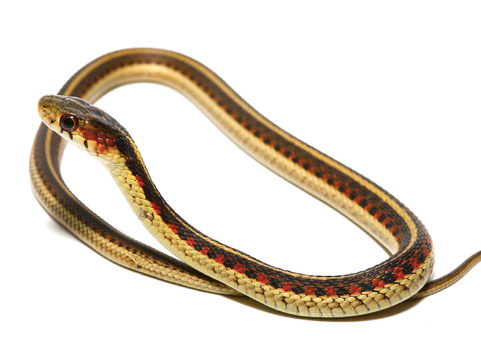 red sided garter snake for sale red sided garter snake for sale