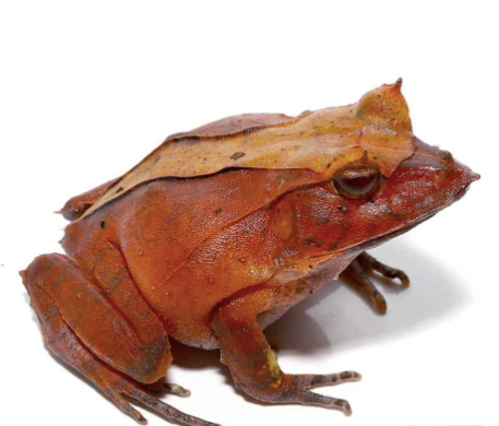 red solomon island eyelash frog for sale red solomon island eyelash frog for sale