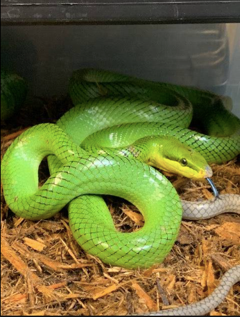 red tailed green rat snake for sale red tailed green rat snake for sale