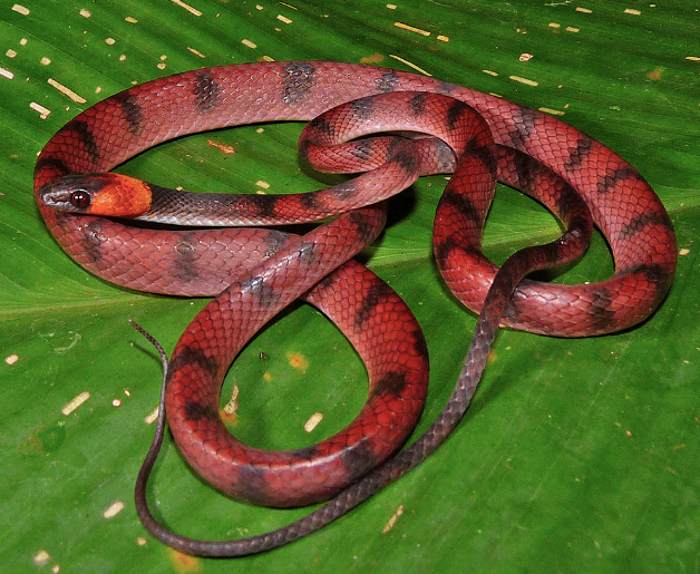 red vine snake for sale red vine snake for sale