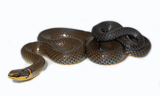 ringneck snake for sale ringneck snake for sale