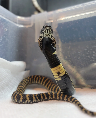 rinkhals spitting cobra for sale rinkhals spitting cobra for sale