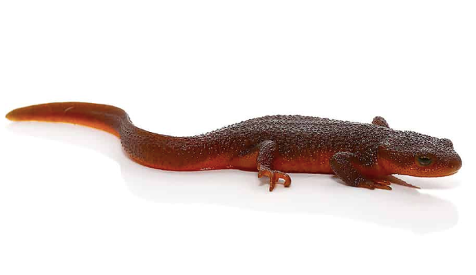 rough skinned newt for sale rough skinned newt for sale