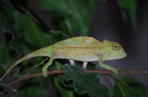 sailfin chameleon for sale sailfin chameleon for sale