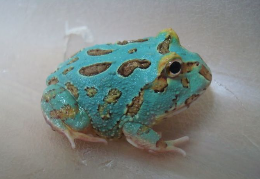 samurai blue pacman frog for sale samurai blue pacman frog for sale