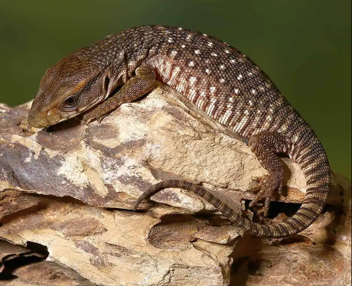 savannah monitor for sale savannah monitor for sale