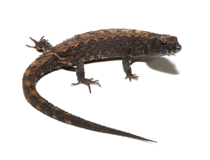 schmidts helmeted skink for sale schmidts helmeted skink for sale