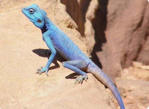 sinai agama for sale sinai agama for sale