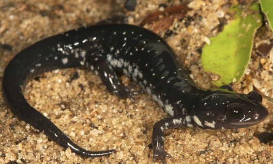 slimy salamander for sale slimy salamander for sale