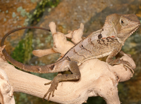 smooth helmeted iguana for sale smooth helmeted iguana for sale
