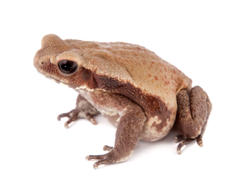smooth sided toad for sale smooth sided toad for sale