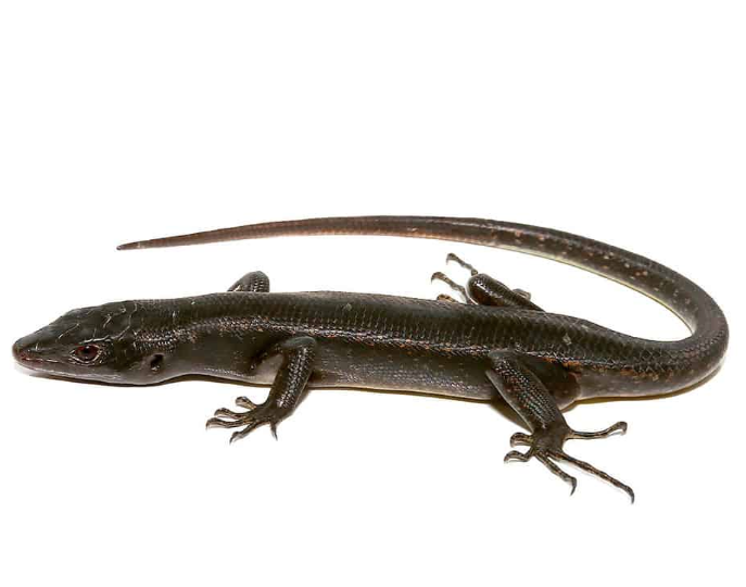 solomon island black tree skink for sale solomon island black tree skink for sale