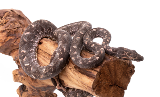 solomon island tree boa for sale solomon island tree boa for sale