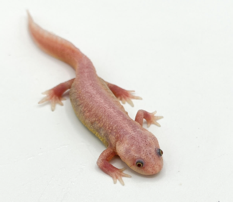 spanish ribbed newt for sale spanish ribbed newt for sale