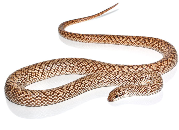 speckled hognose snake for sale speckled hognose snake for sale