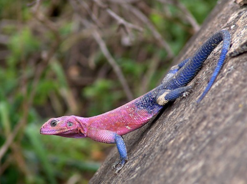 spiderman agama for sale spiderman agama for sale