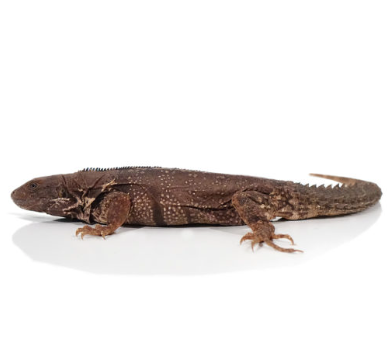 spiny tailed iguana for sale spiny tailed iguana for sale