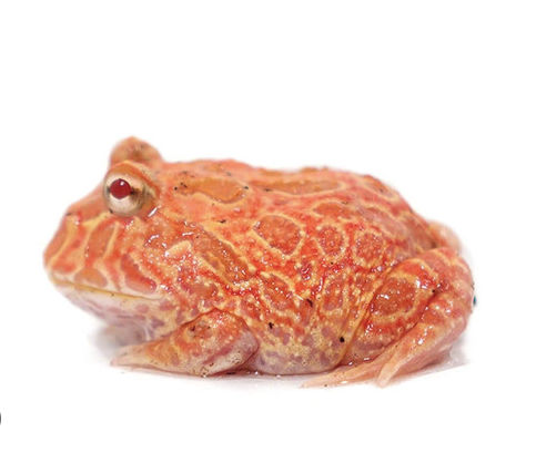 strawberry pineapple pacman frog for sale strawberry pineapple pacman frog for sale