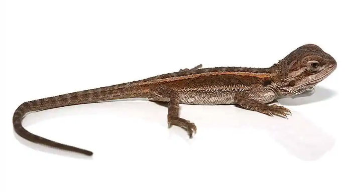 striped bearded dragon for sale striped bearded dragon for sale
