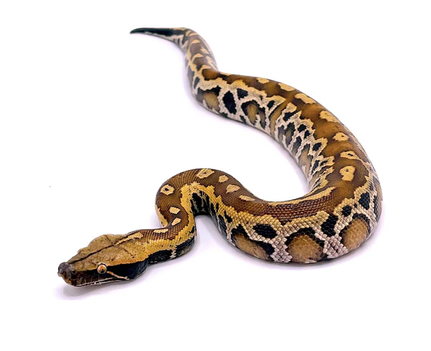 sumatran blood python for sale sumatran blood python for sale