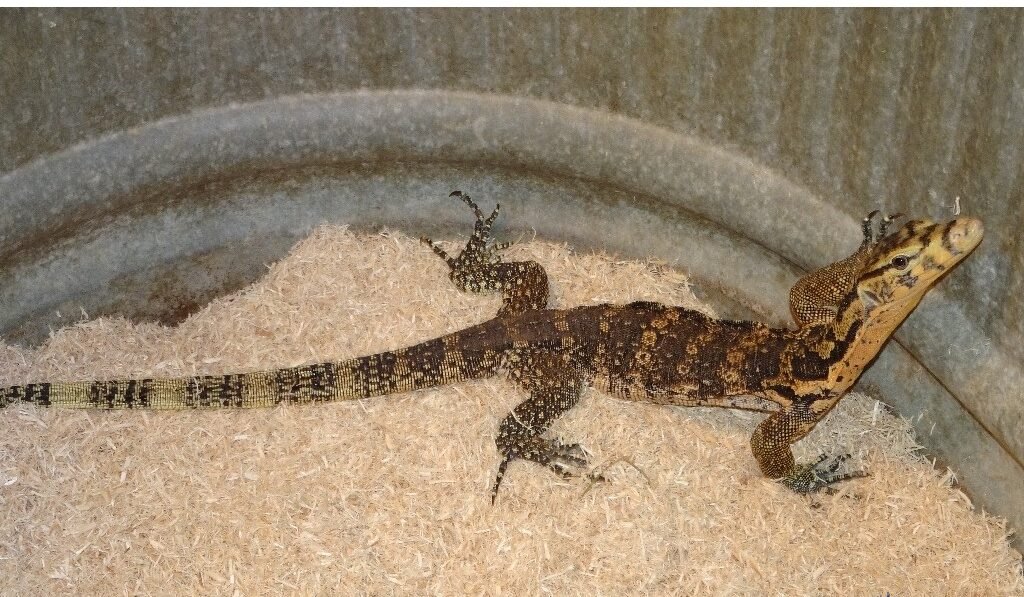 sumbawa water monitor for sale sumbawa water monitor for sale