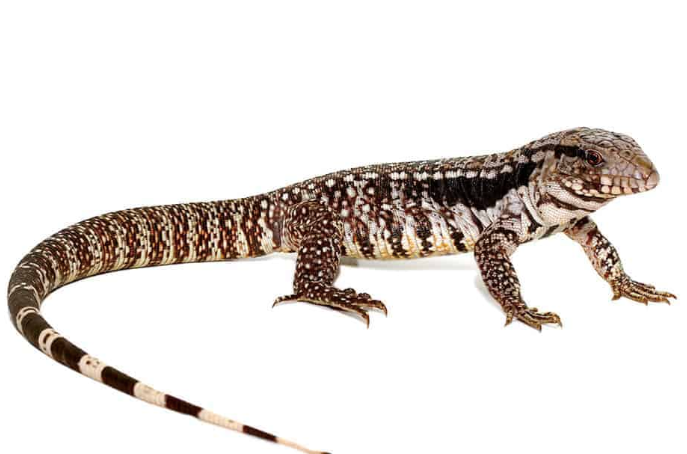 super blue tegu for sale super blue tegu for sale