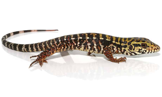 super red tegu for sale super red tegu for sale