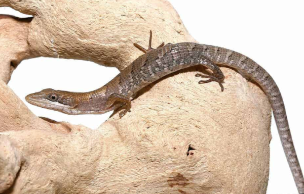 texas alligator lizard for sale texas alligator lizard for sale
