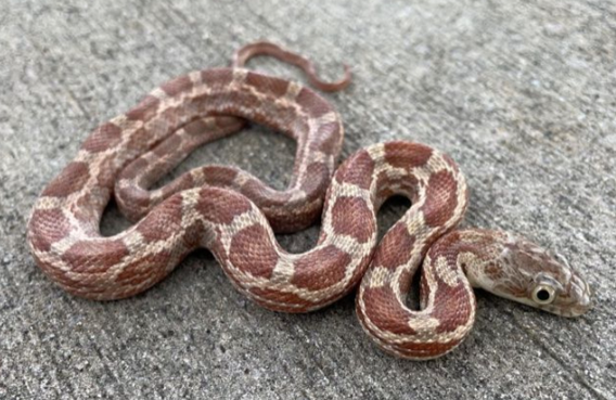 texas rat snake for sale texas rat snake for sale