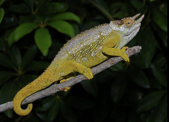 three horned chameleon for sale three horned chameleon for sale