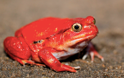 tomato frog for sale tomato frog for sale
